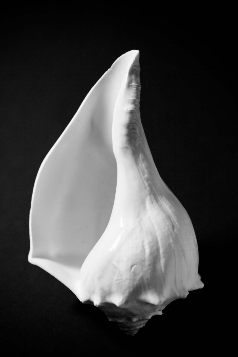 Beauty 1 - photograph - ©Lydia Charak
