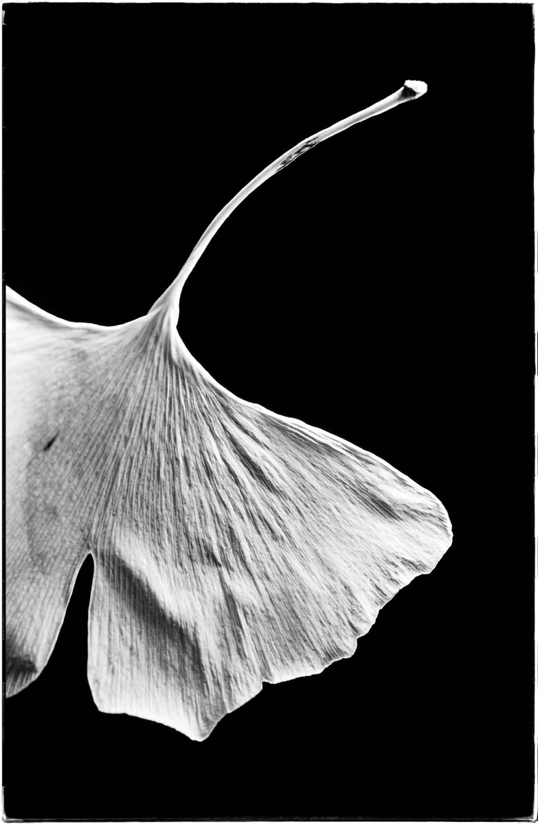 Ginko - photograph - ©Lydia Charak