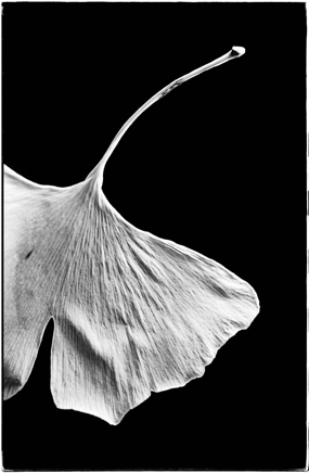 Ginko - photograph - ©Lydia Charak