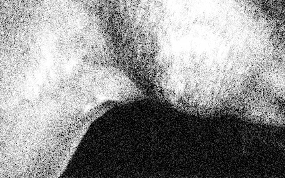 Horse body right - photograph - ©Lydia Charak