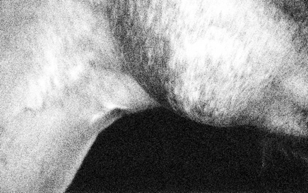 Horse body right - photograph - ©Lydia Charak