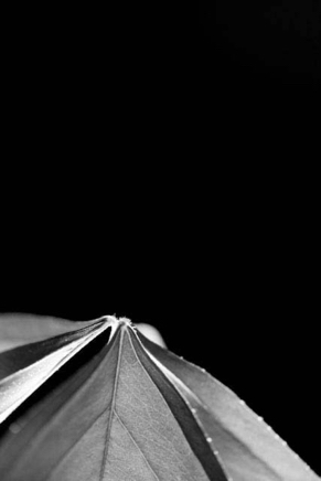 Pointed - photograph - ©Lydia Charak