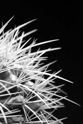 Sharp - photograph - ©Lydia Charak